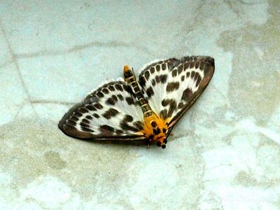Bonte brandnetelroller, (micro) Anania hortulata.JPG